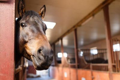 Prefab Horse Barns - Jem Horse Barns Moorpark, California